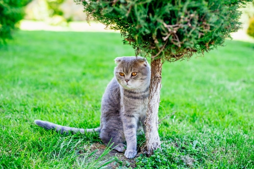 How Much Does a Scottish Fold Cost? 2026 Price Guide