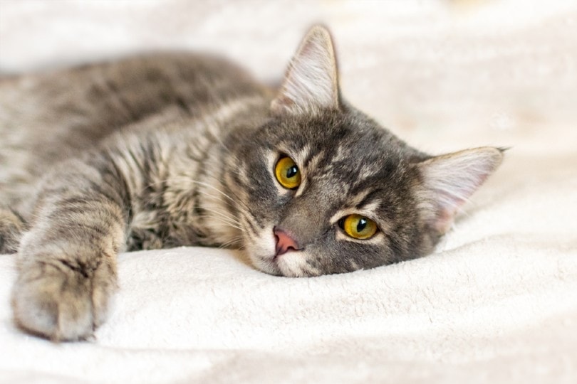 Giardia in Cats: Causes, Signs & Treatment (Vet Answer)
