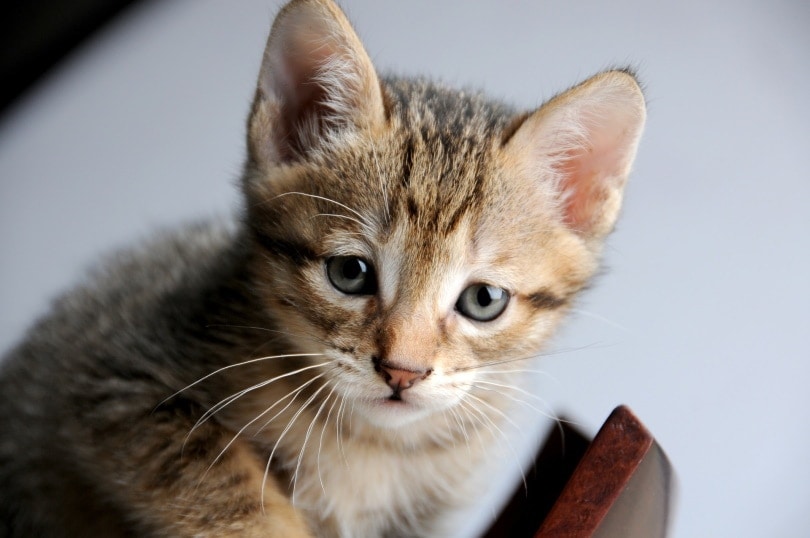 singapura kitten_Pixabay