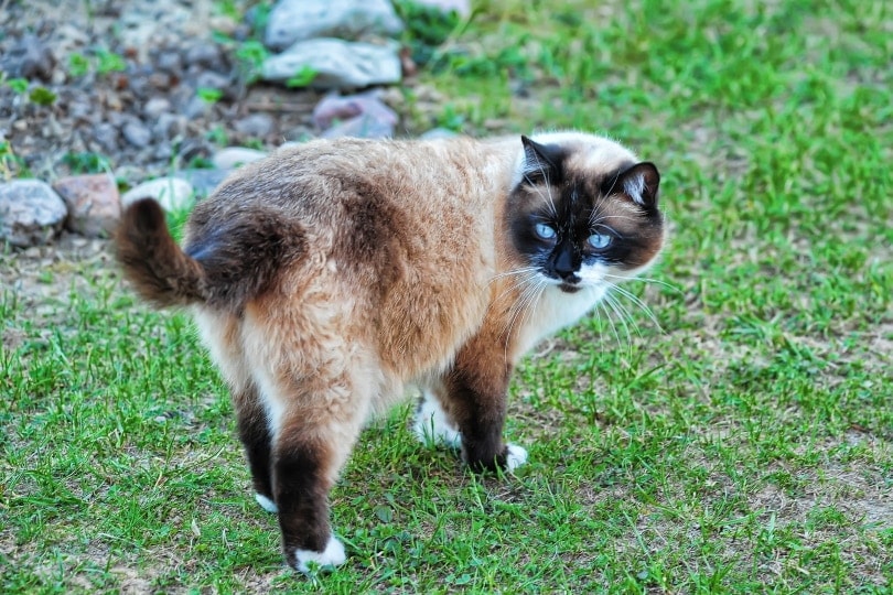 How Big Do Snowshoe Cats Get? Average Weight & Growth Chart