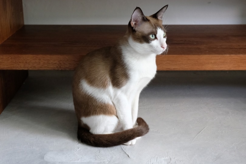 Why Do Cats Bob Their Heads? 7 Reasons for This Behavior (Vet-Reviewed)