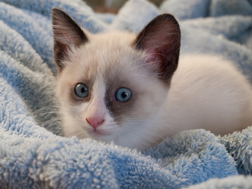 How Much Does a Snowshoe Cat Cost? 2026 Price Guide