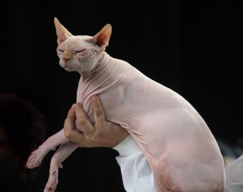sphynx cat solid color