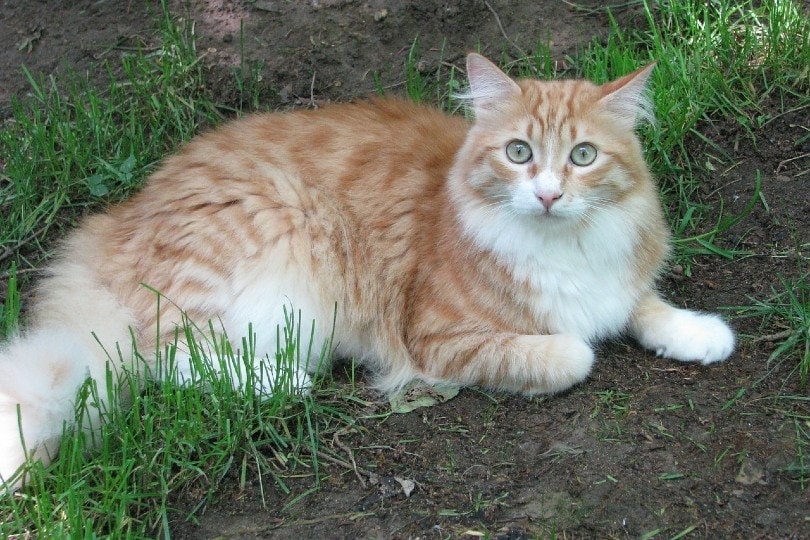 Do Cats Know Their Names? Science-Based Facts & FAQ