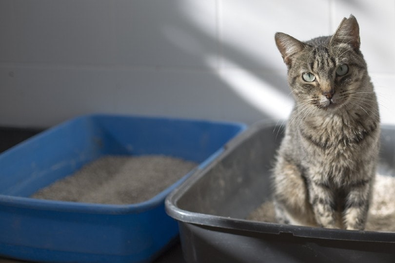 Can I Put Two Litter Boxes Next to Each Other? The Facts Explained