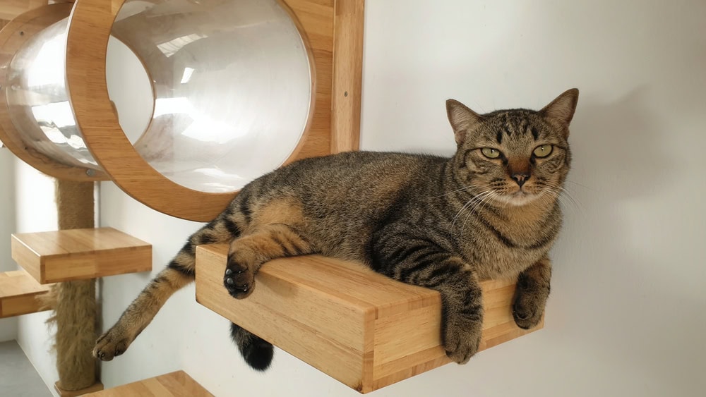 10 DIY Cat Wall Playground Plans You Can Build Today (With Pictures)