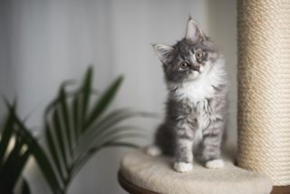 7 Best Cat Trees for Maine Coons - 2026 Reviews & Top Picks