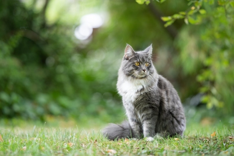 tabby maine coon sitting on grass