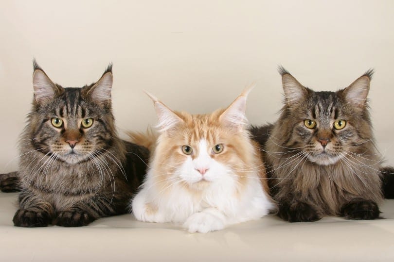 10 Largest Maine Coon Cats: With Pictures & Info