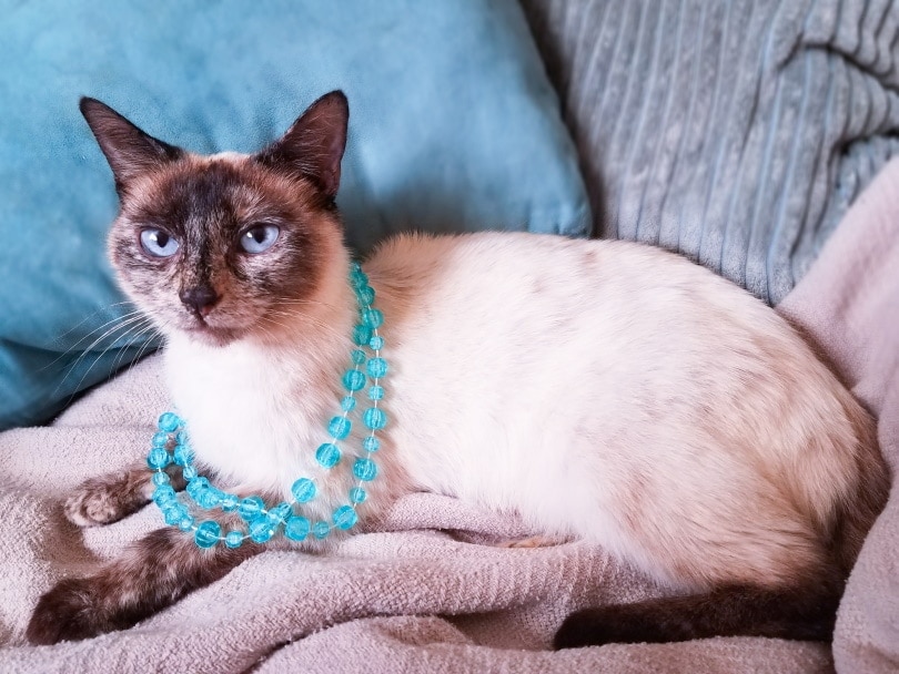 Do Siamese Cats Like Water? Breed Preferences Explained