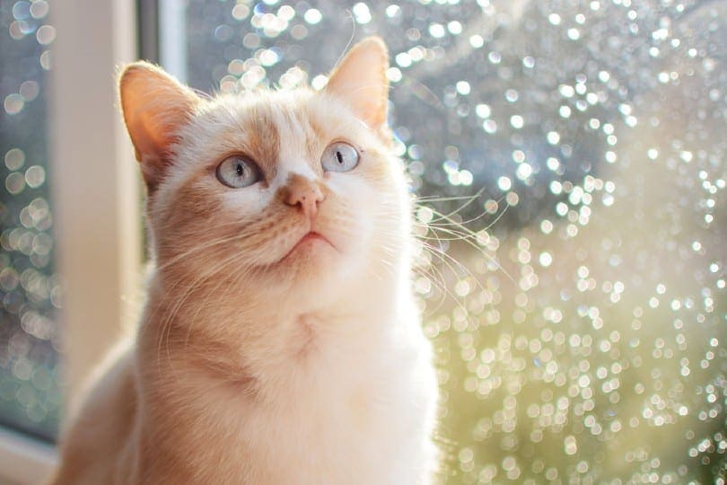 How Much Does a RagaMuffin Cost? (2026 Price Guide)