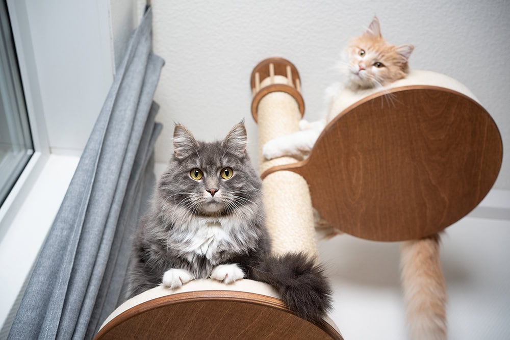 10 Best Cat Trees for Large Cats - 2026 Reviews & Top Picks