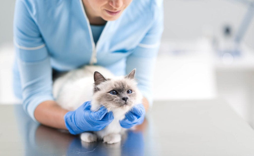 Is Radioactive Iodine Treatment for Cats Effective? Vet-Reviewed Facts & FAQs