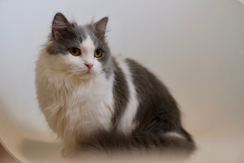 Minuet (Napoleon) Cat: Pictures, Vet Approved Care Guide, Temperament & Traits