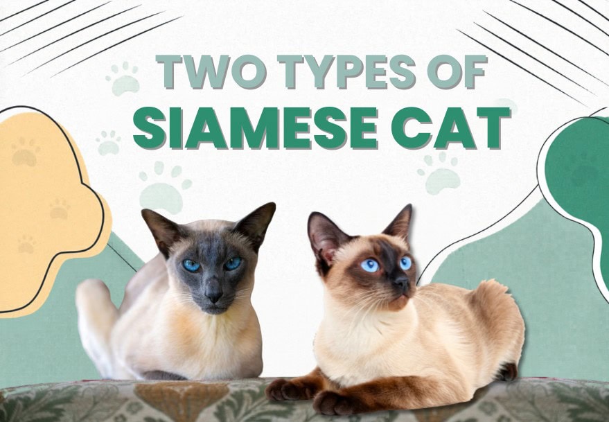 The 2 Types of Siamese Cats (With Info & Pictures)