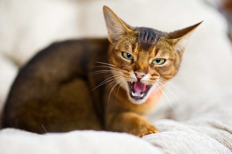 How to Help Cats With Stress (12 Vet-Approved Tips)