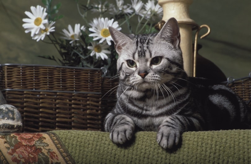 How Long Do American Shorthair Cats Live? Average Lifespan, Data & Care