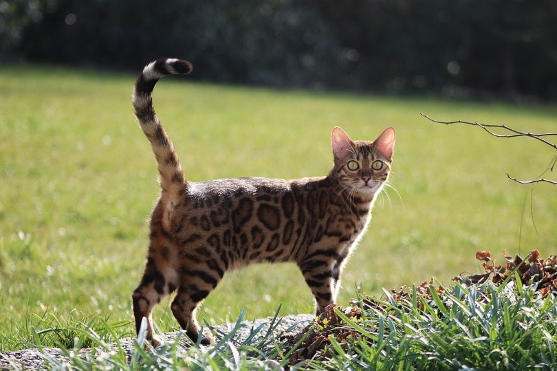 How Much Does a Bengal Cat Cost? 2026 Price Guide