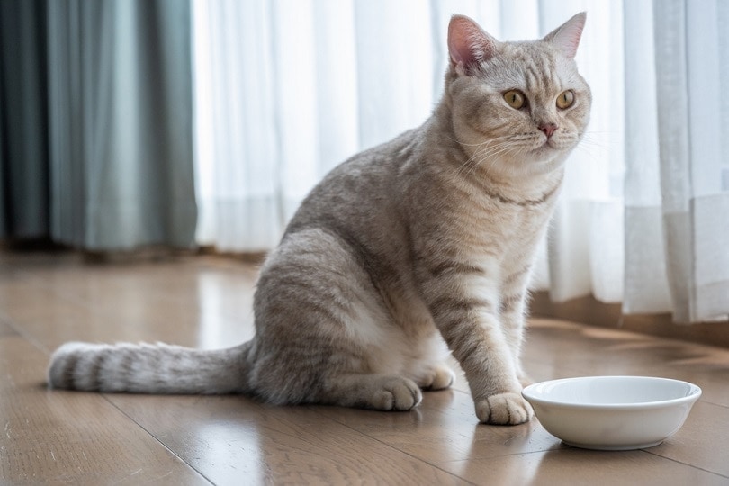 Are British Shorthair Cats Hypoallergenic? Allergy Facts & Tips