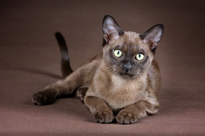 Burmese Cat Breed: Info, Pictures, Care, Traits & Facts