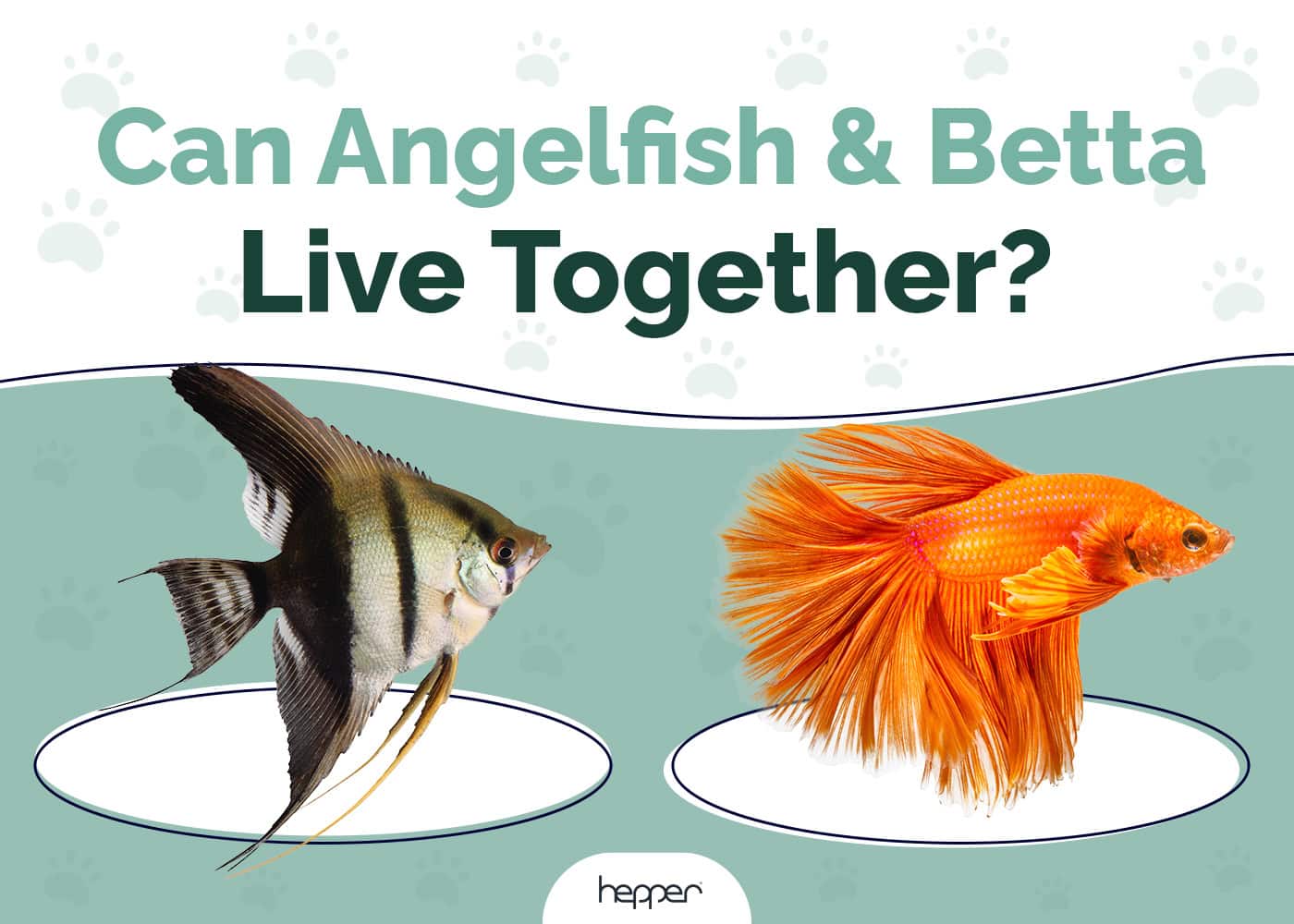 Can Angelfish & Betta Fish Live Together? Our Vet Explains