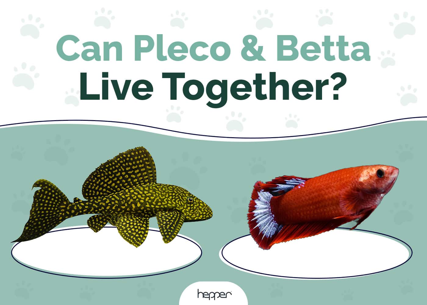 Can Pleco & Betta Fish Live Together? Vet-Approved Compatibility Facts & Alternatives