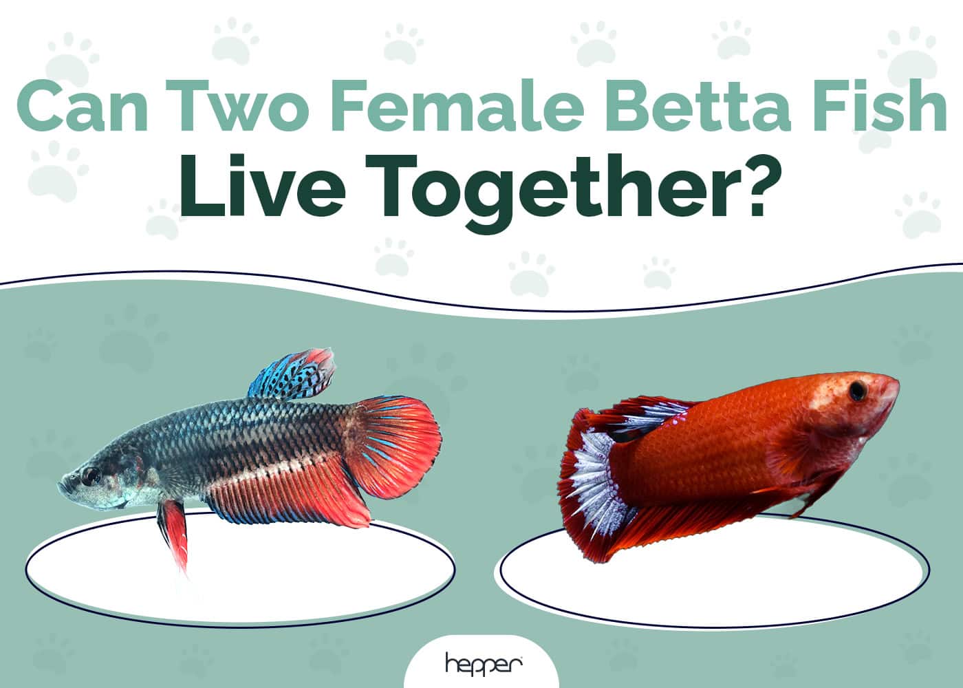 Can Two Female Betta Fish Live Together? Vet-Approved Tips & Precautions