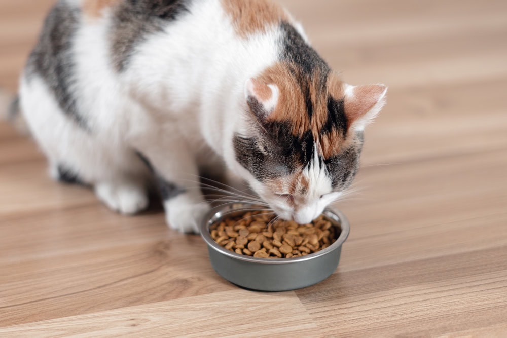10 Best Dry Cat Foods in 2026 - Reviews & Top Picks
