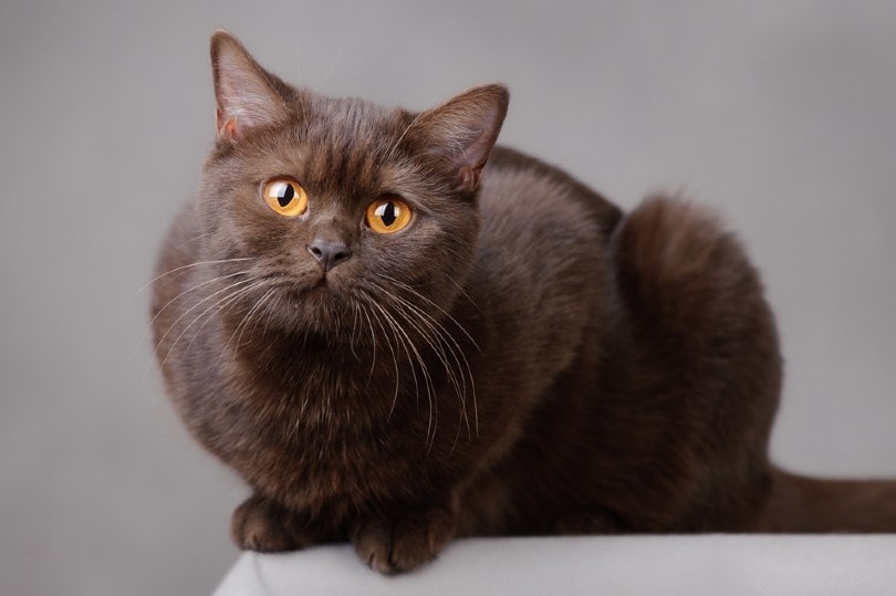 Chocolate British Shorthair: Facts, Pictures, Origin & History