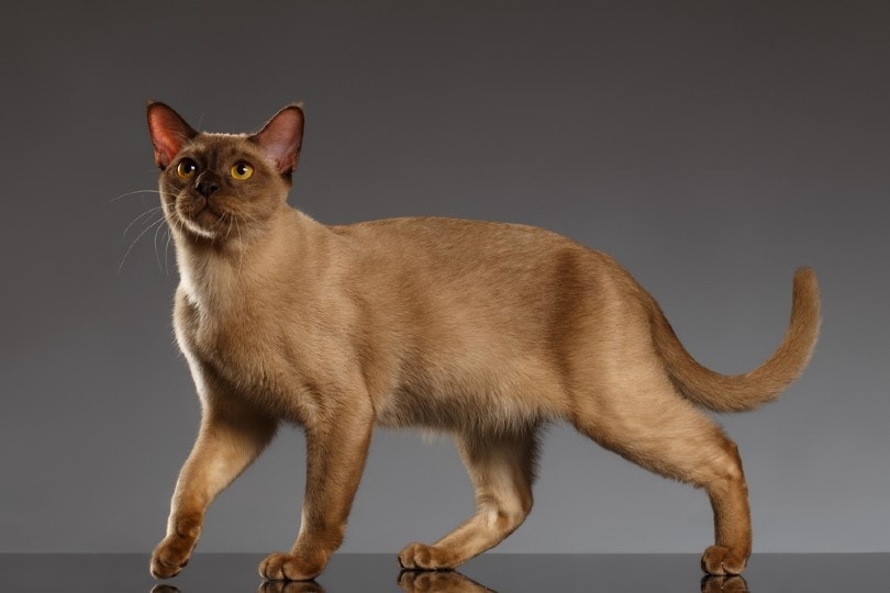 How Much Does a Burmese Cat Cost? 2026 Price Guide