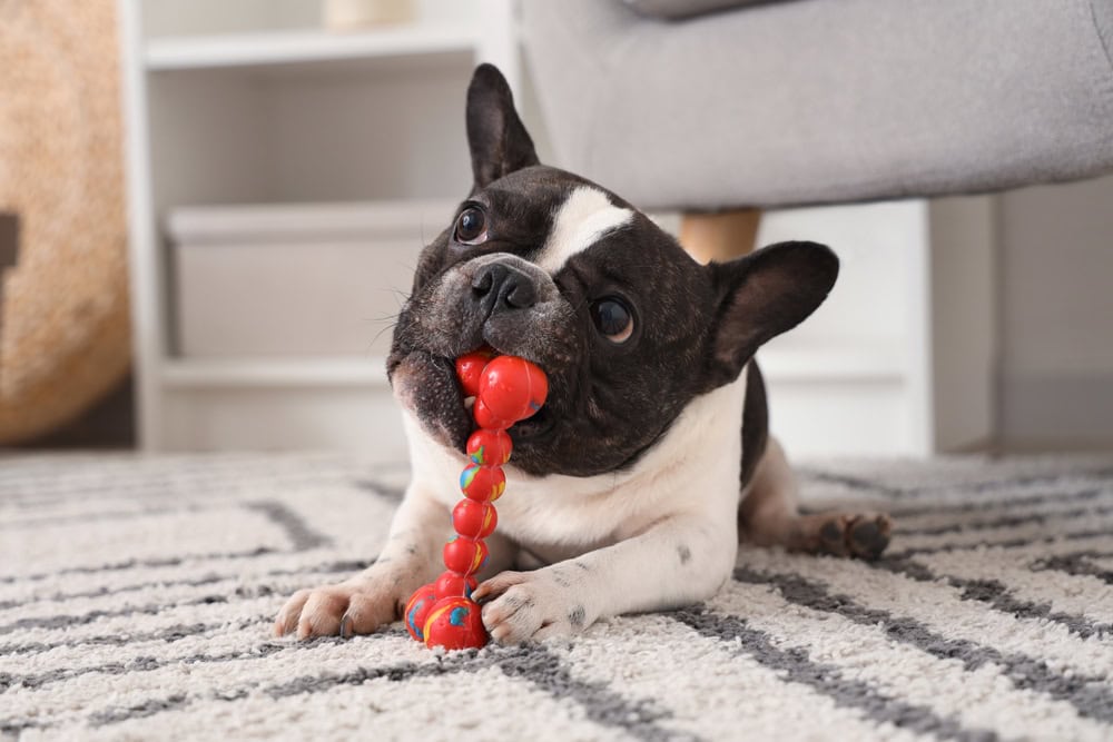 Cute French Bulldog playing with toy at home