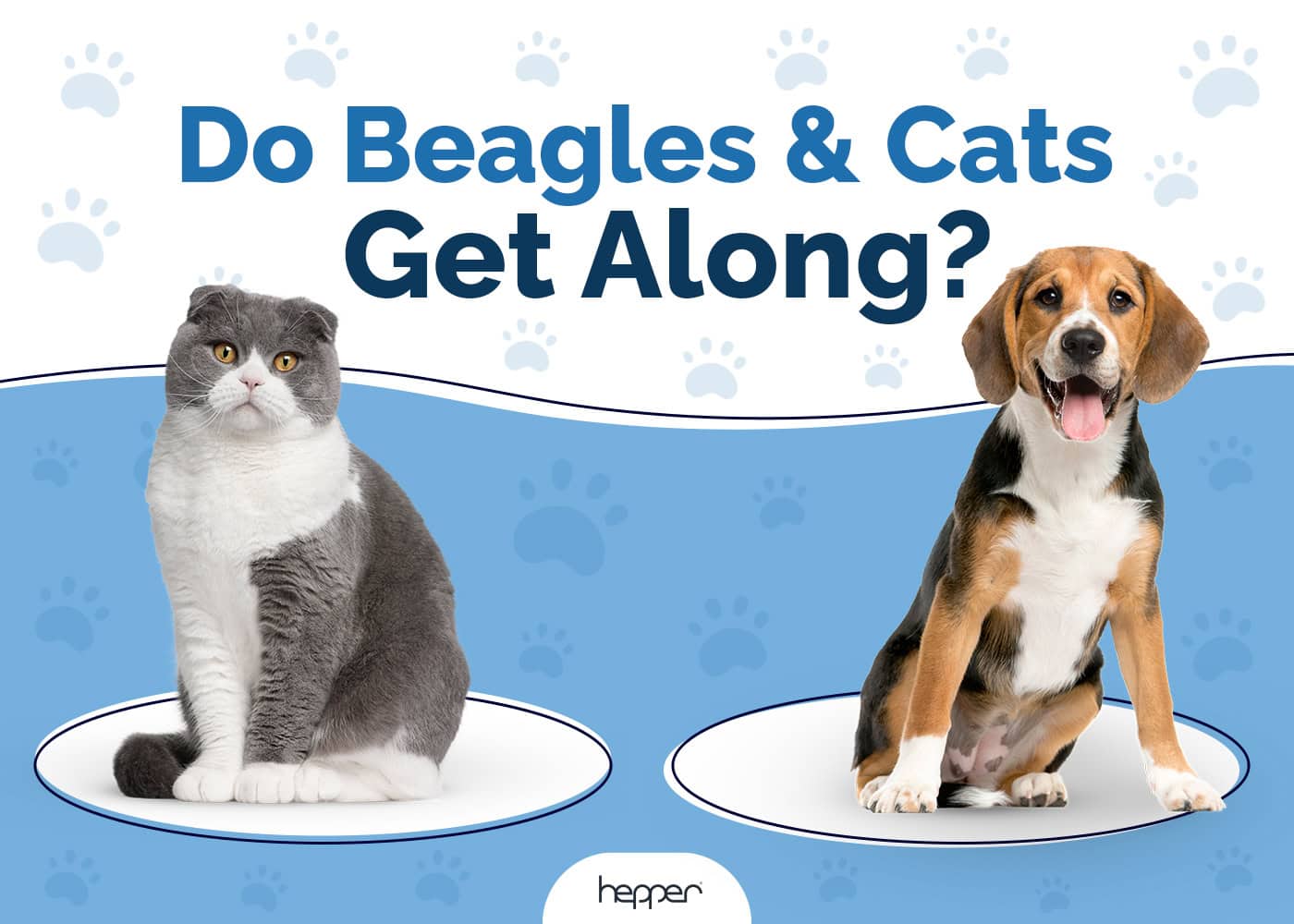 Do Beagles Get Along With Cats? Breed Temperament Explained