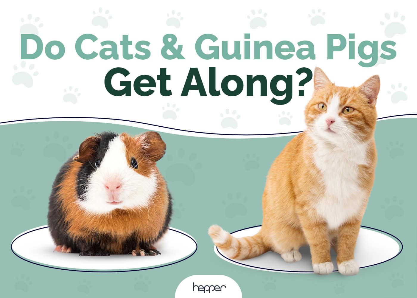 Do Cats & Guinea Pigs Get Along? Socialization Tips & Precautions
