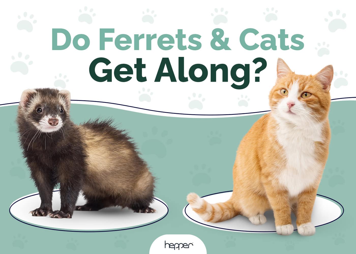 Do Ferrets and Cats Get Along? Introduction Tips & Tricks