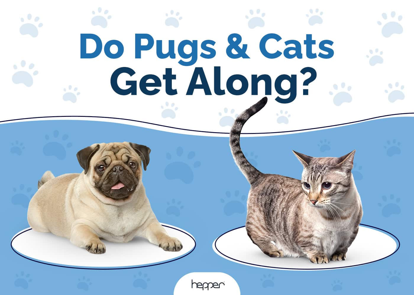 Do Pugs Get Along With Cats? Breed Temperament & Introduction Tips