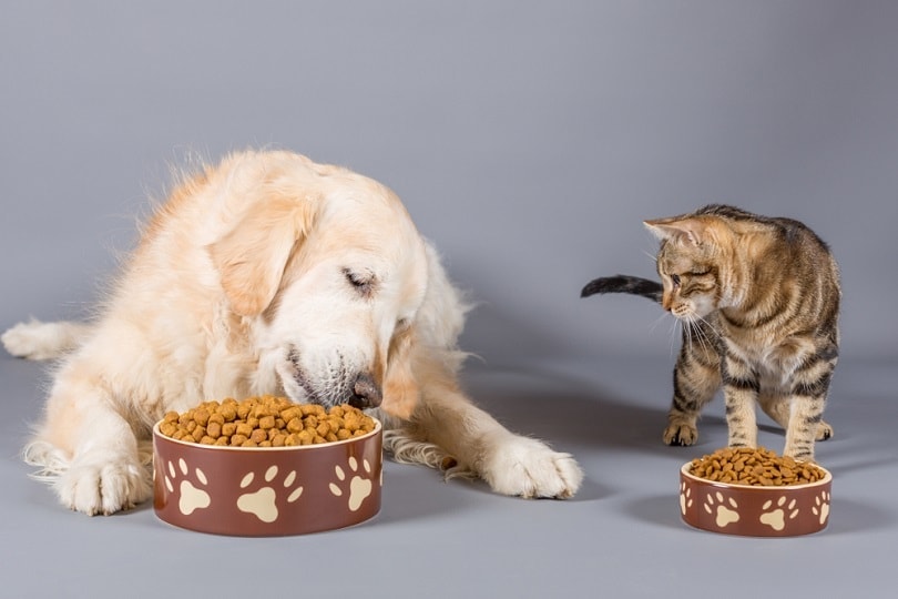 How to Stop a Cat From Eating Dog Food: 4 Effective Tips & Tricks