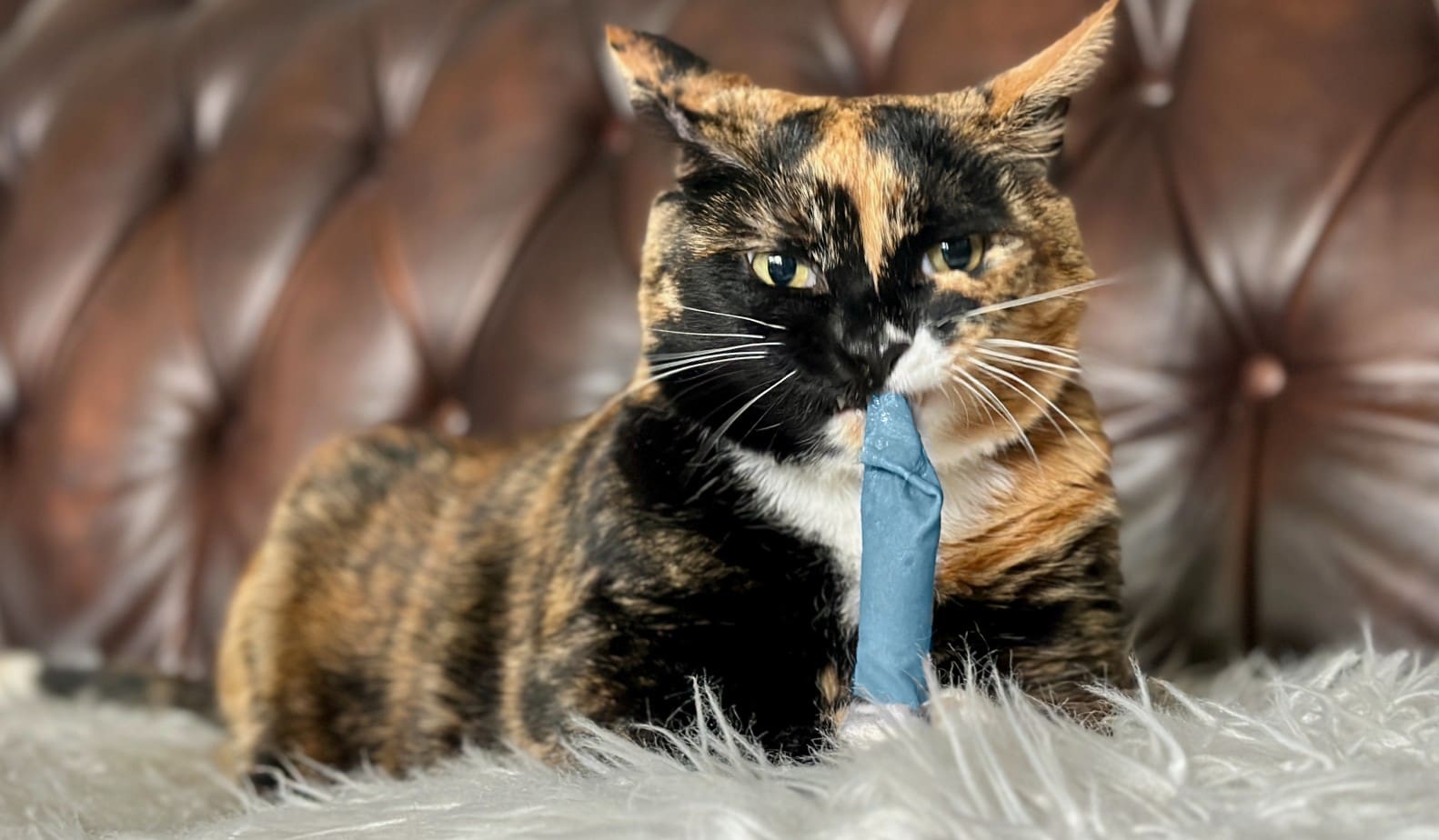 10 Best Eco-Friendly Cat Toys - 2026 Reviews & Top Picks
