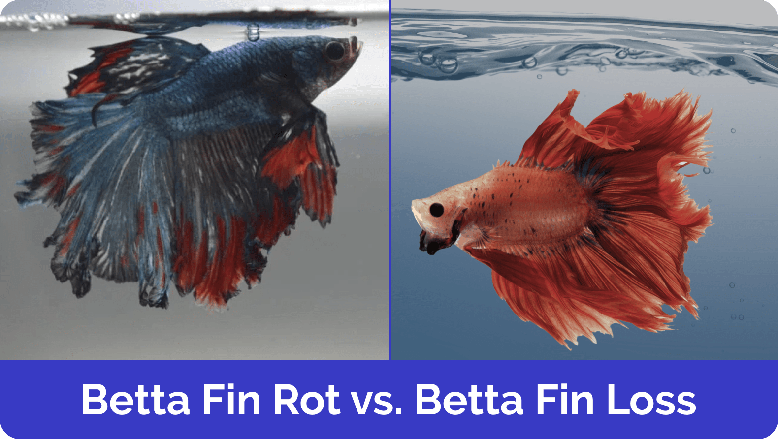 Betta Fin Rot vs Fin Loss: What’s the Difference? (Vet-Approved Guide With Pictures)