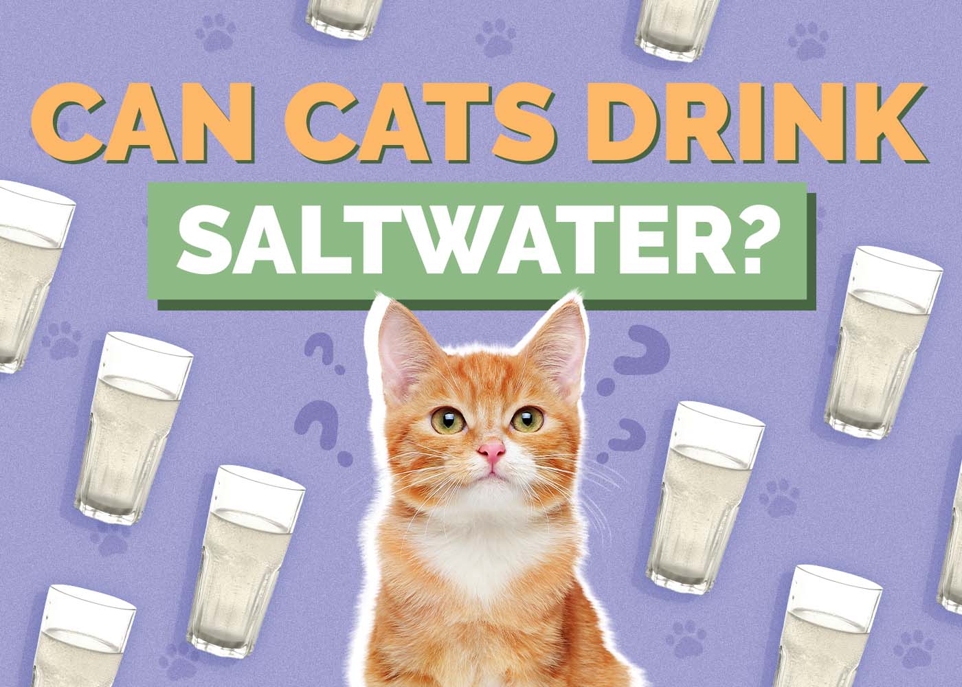Can Cats Drink Saltwater? Vet-Reviewed Info to Know