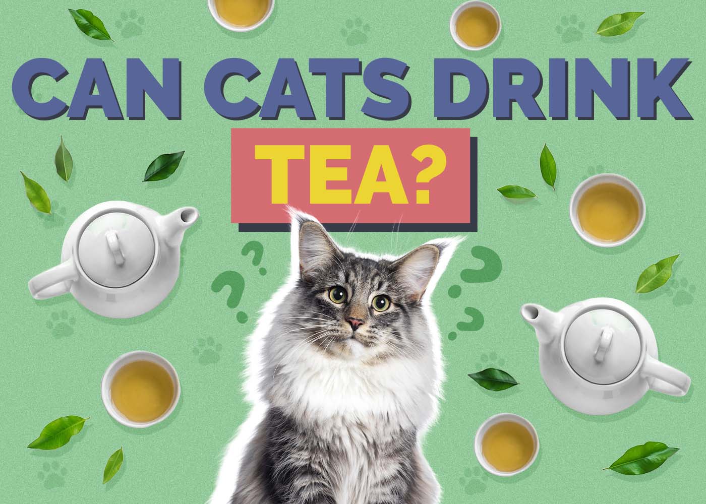 Can Cats Drink Tea? Vet-Approved Facts & Safety Guide