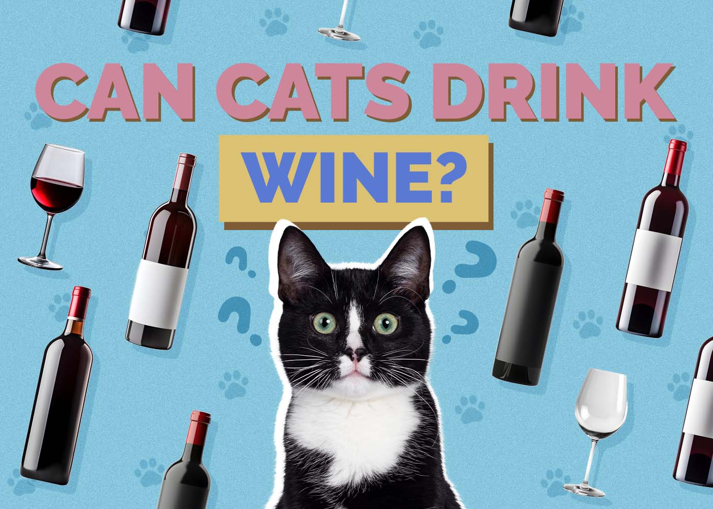 Can Cats Drink Wine? Our Vet Explains