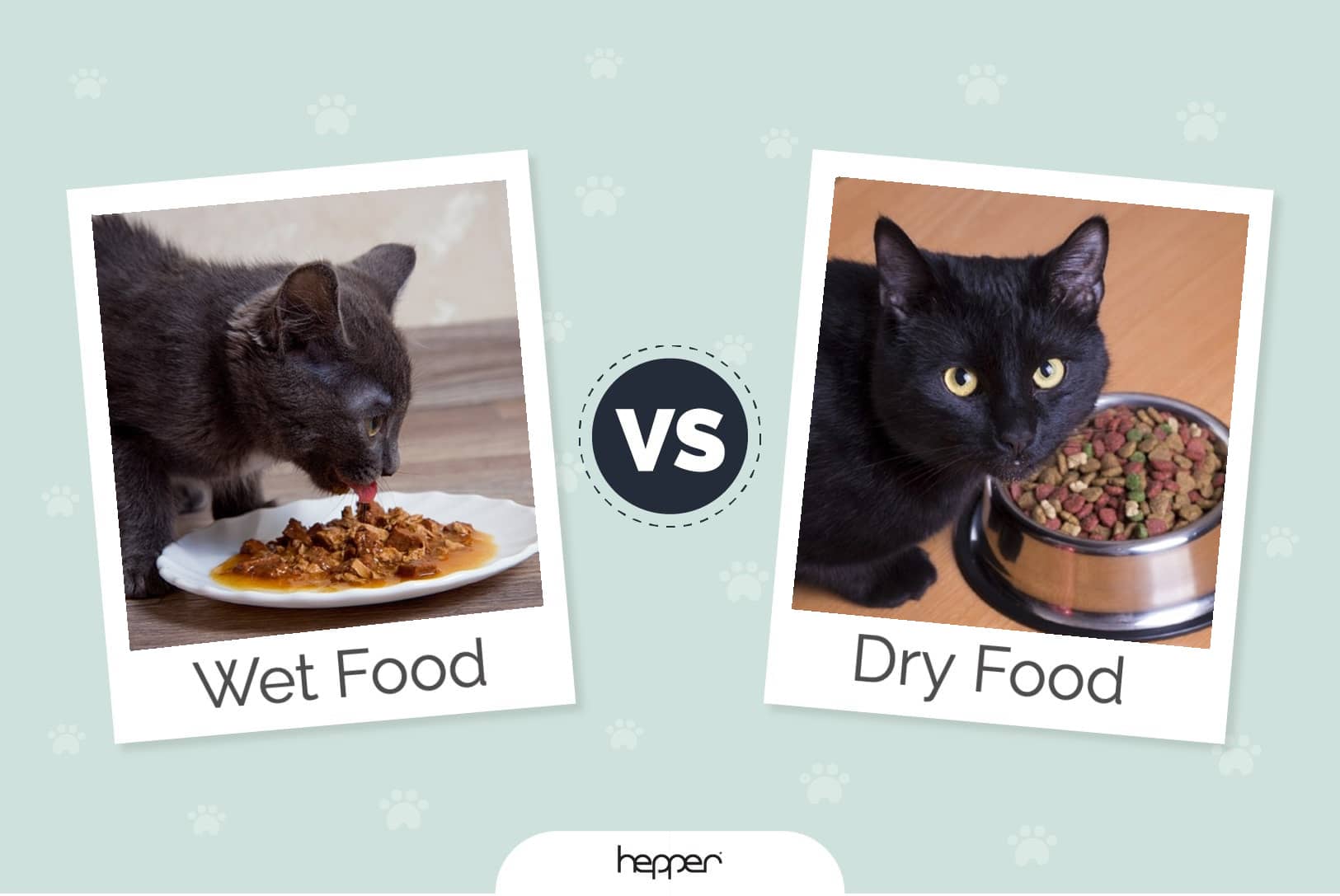 Wet vs. Dry Cat Food: Our Vet Explains Which Is Best for Your Cat