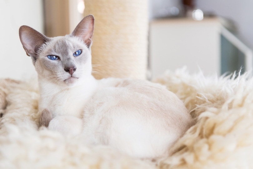 Lilac Point Siamese: Facts, Pictures, Origin & History