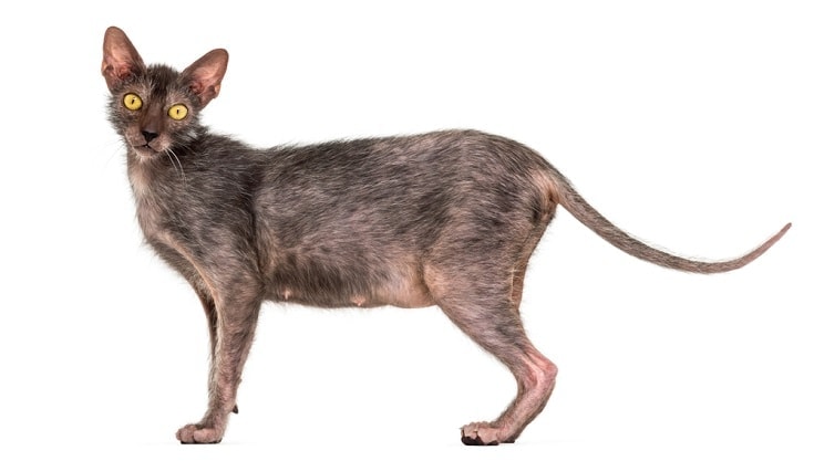 How Much Does a Lykoi Cat Cost? Price Guide 2026