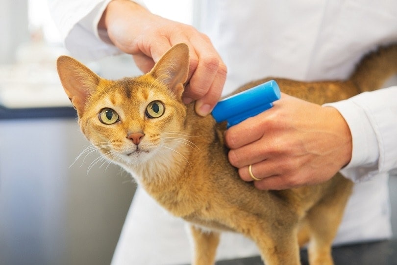 What is the Cost to Microchip a Cat or Dog in Australia? 2026 Update