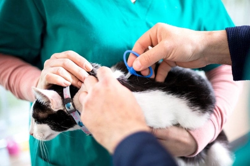 What Is the Cost to Microchip a Cat or Dog in Canada? (2026 Price Guide)