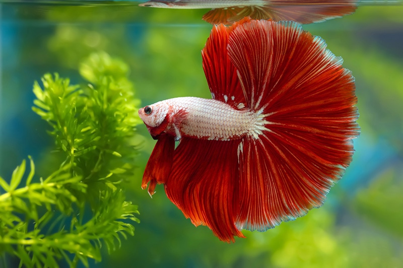 How To Transfer Betta Fish Into a Tank: Our Vet Answers