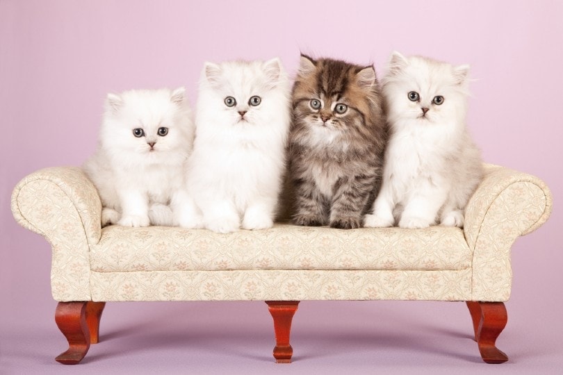 15 Cutest Cat Breeds (with Info & Pictures)
