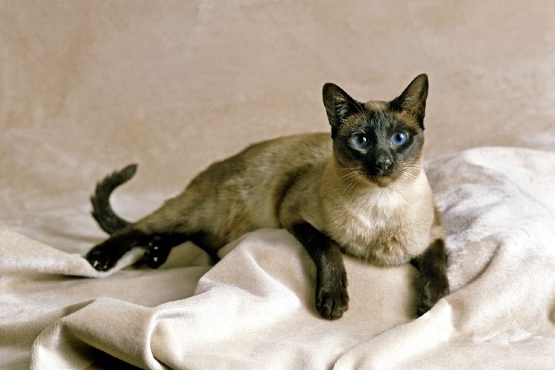 14 Longest Living Cat Breeds (With Info & Pictures)