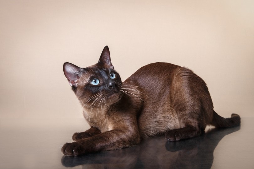 Are Siamese Mix Cats Good Pets? Breed Temperament Explained